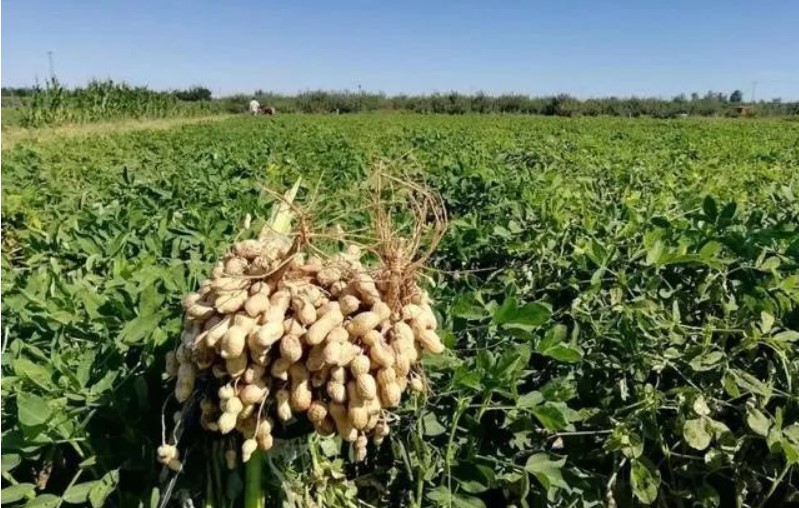 胡春華副總理強調(diào)：要把擴種大豆油料擺在突出重要位置來抓，提高油菜機械化水平