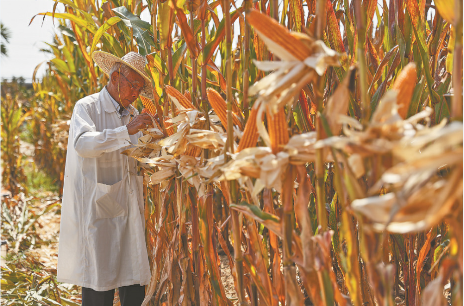 深度透視！農業“芯片”：中國種子戰略