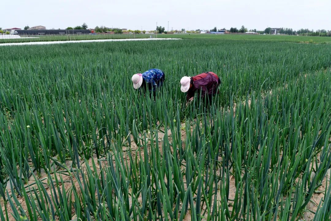 國務院：打通物流微循環(huán)，保障農(nóng)資農(nóng)產(chǎn)品運輸