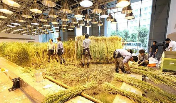 垂直農(nóng)業(yè)：鏈接城市和農(nóng)業(yè)的新模式