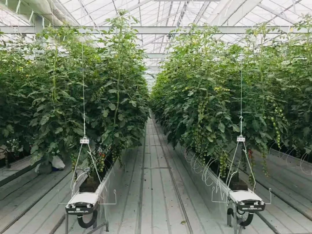 垂直農(nóng)業(yè)：鏈接城市和農(nóng)業(yè)的新模式