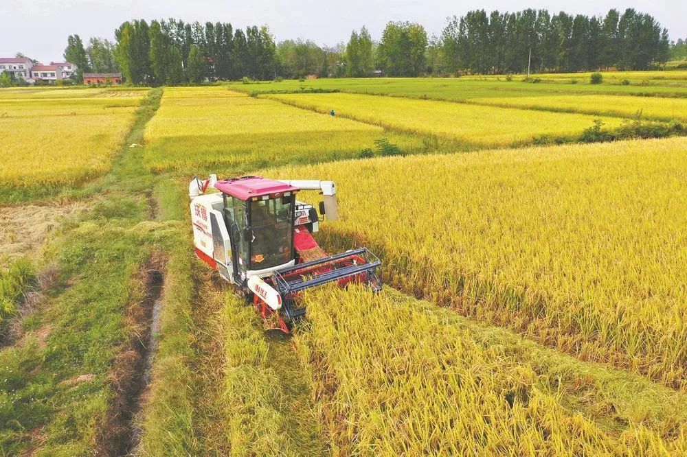 農(nóng)業(yè)農(nóng)村部:今年實現(xiàn)1.3萬億斤以上糧食產(chǎn)量目標(biāo)有把握 農(nóng)業(yè)農(nóng)村部:今年實現(xiàn)1.3萬億斤以上糧食產(chǎn)量目標(biāo)有把握