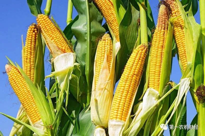 玉米淀粉限制出口了，玉米將繼續(xù)值錢