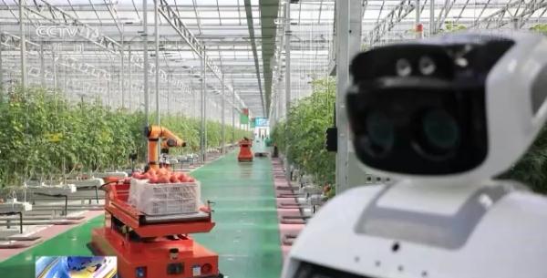 科技賦能“菜籃子”！看蔬菜大棚如何變身“綠色車(chē)間”