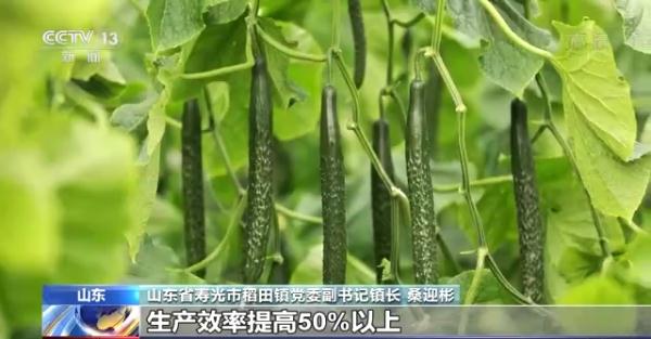 科技賦能“菜籃子”！看蔬菜大棚如何變身“綠色車(chē)間”