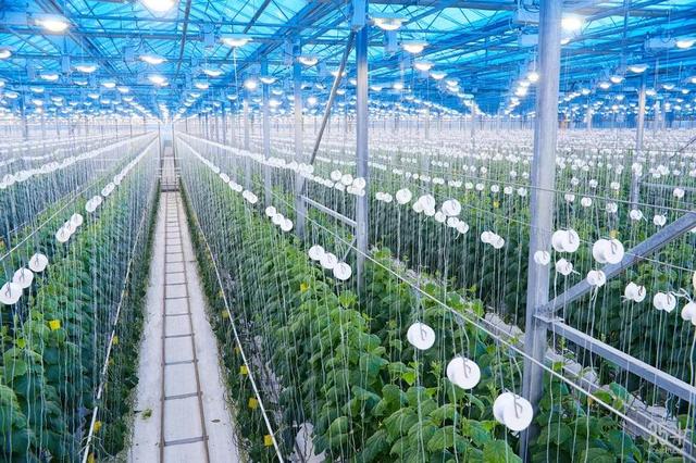 新加坡積極發展城市農場 新加坡積極發展城市農場