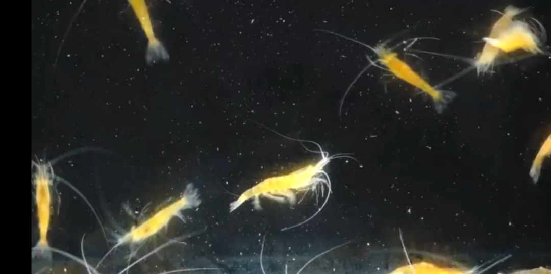 【商業(yè)案例】中國聯(lián)通數(shù)字鄉(xiāng)村開拓智慧養(yǎng)殖新模式 【商業(yè)案例】中國聯(lián)通數(shù)字鄉(xiāng)村開拓智慧養(yǎng)殖新模式