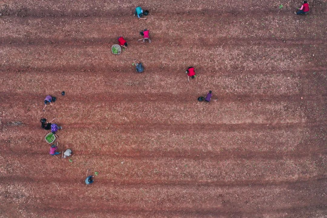 現(xiàn)代農(nóng)業(yè)產(chǎn)業(yè)園，如何撬動(dòng)3800多億元社會(huì)投資？