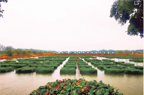 仙桃：一個百億級黃鱔產業(yè)鏈正在形成