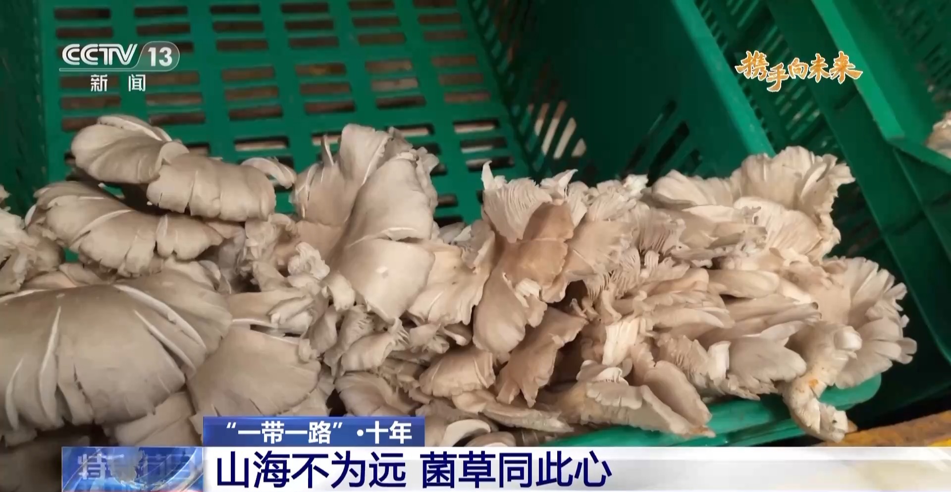 來(lái)自中國(guó)的菌草成為非洲多國(guó)民眾的“致富草”