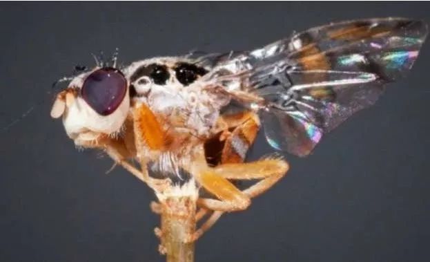 以色列農業的七大奇跡：科技為先鋒