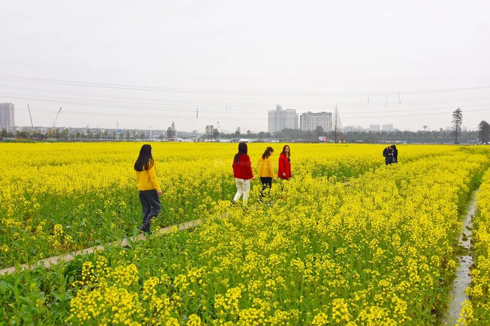 重點(diǎn)作物增加至4個(gè)！今年我國(guó)深入推進(jìn)大面積單產(chǎn)提升行動(dòng)