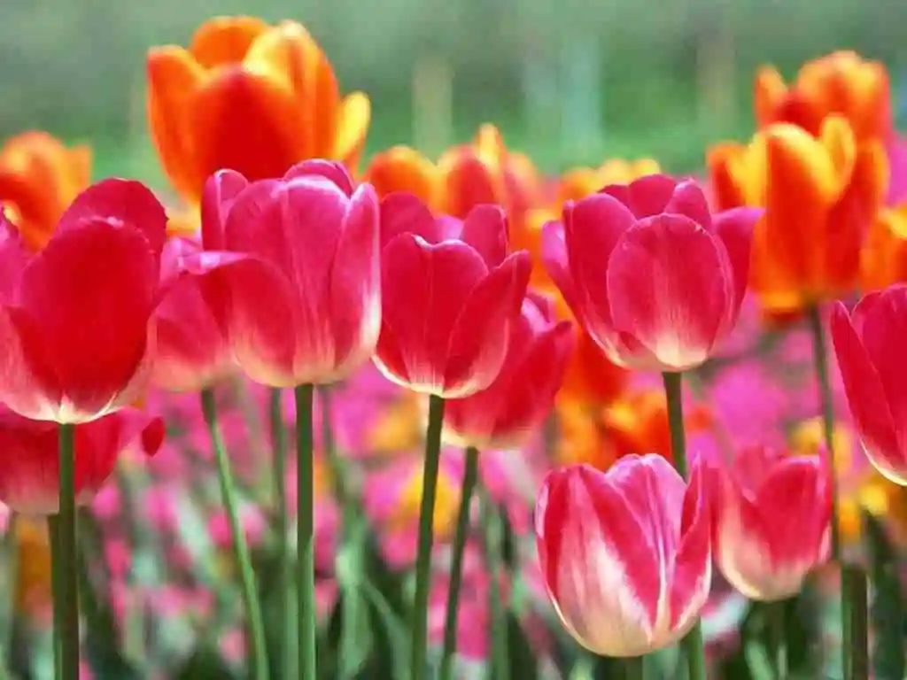 享譽世界的荷蘭花卉業(yè)